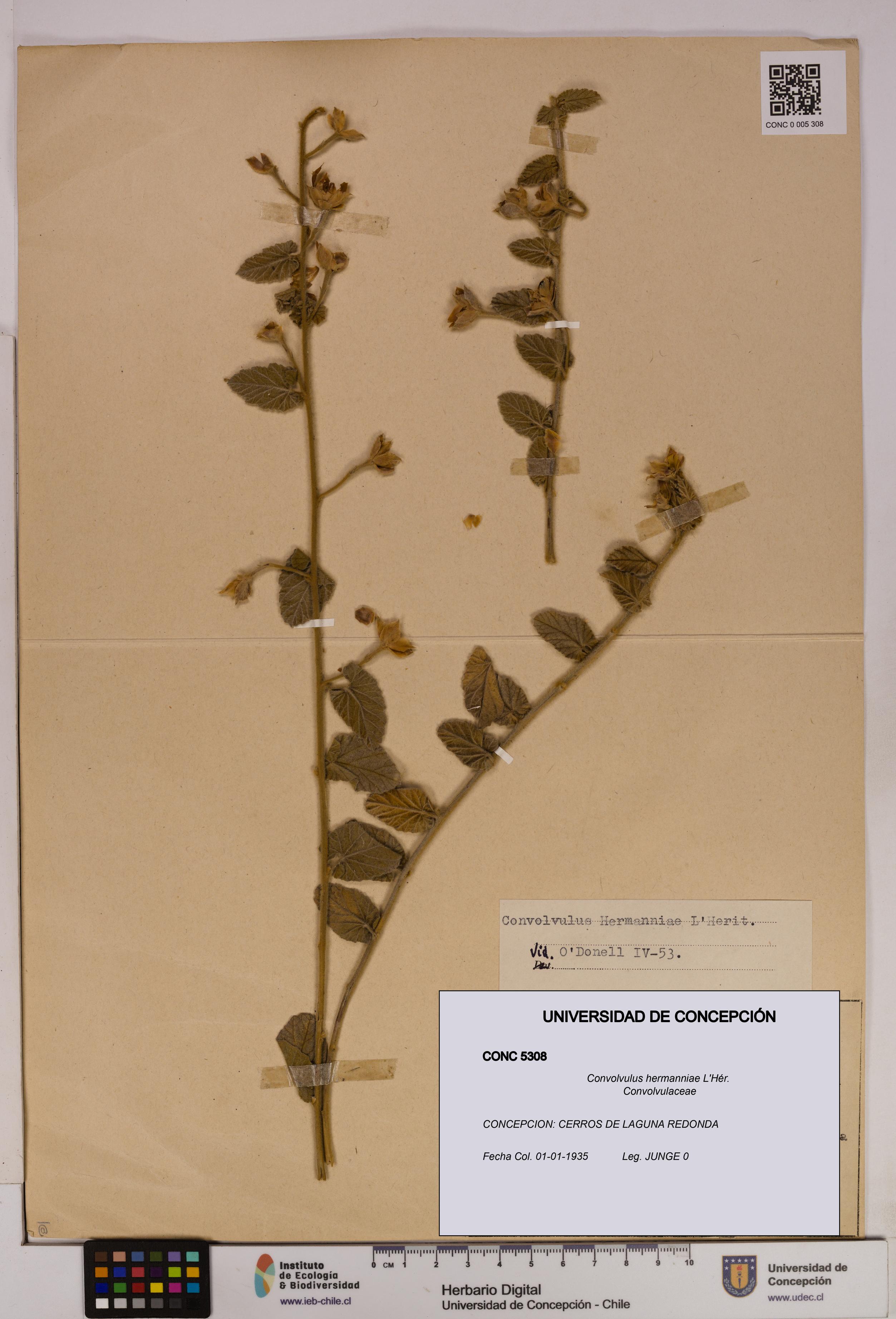Convolvulus hermanniae [Espécimen: UDEC:CONC:0005308]