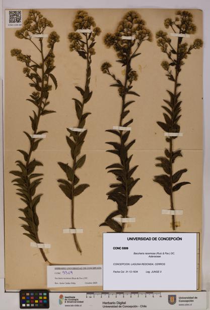 Baccharis racemosa [Espécimen: UDEC:CONC:0005309]