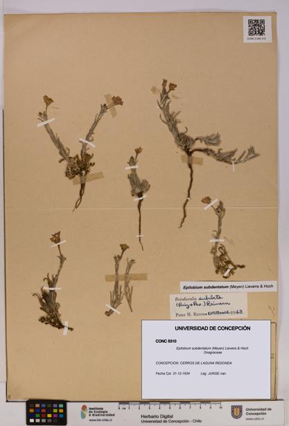 Epilobium subdentatum [Espécimen: UDEC:CONC:0005310]