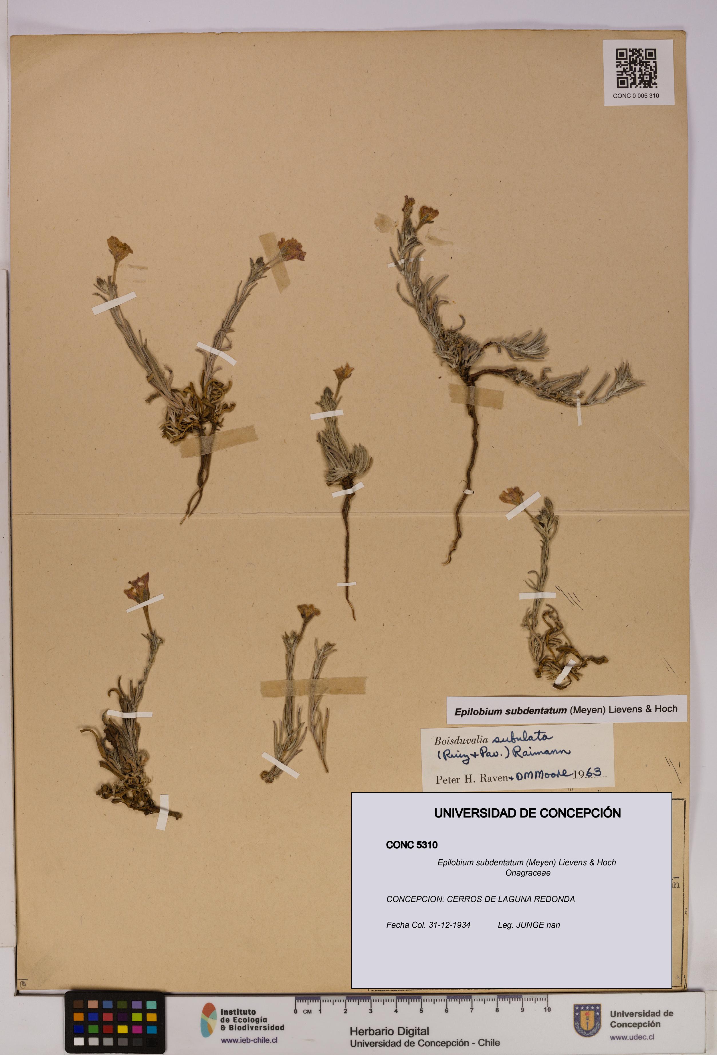 Epilobium subdentatum [Espécimen: UDEC:CONC:0005310]