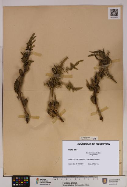 Oenothera acaulis [Espécimen: UDEC:CONC:0005314]