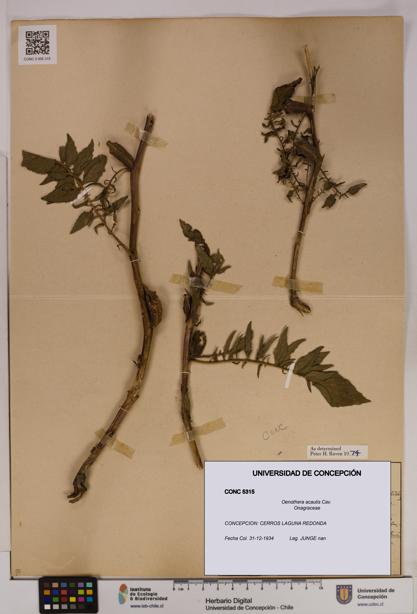 Oenothera acaulis [Espécimen: UDEC:CONC:0005315]