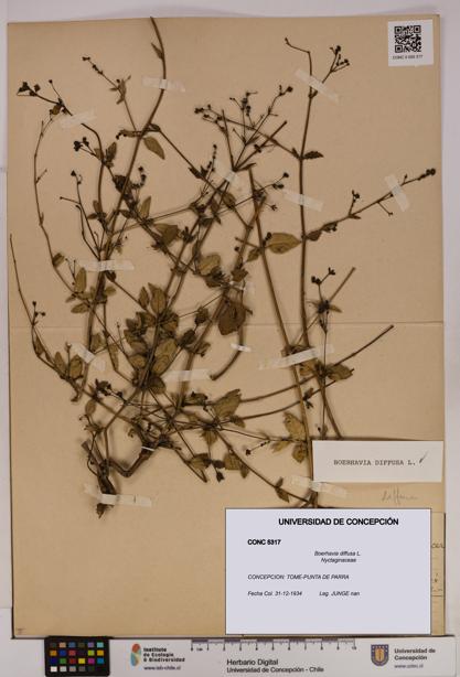 Boerhavia diffusa [Espécimen: UDEC:CONC:0005317]