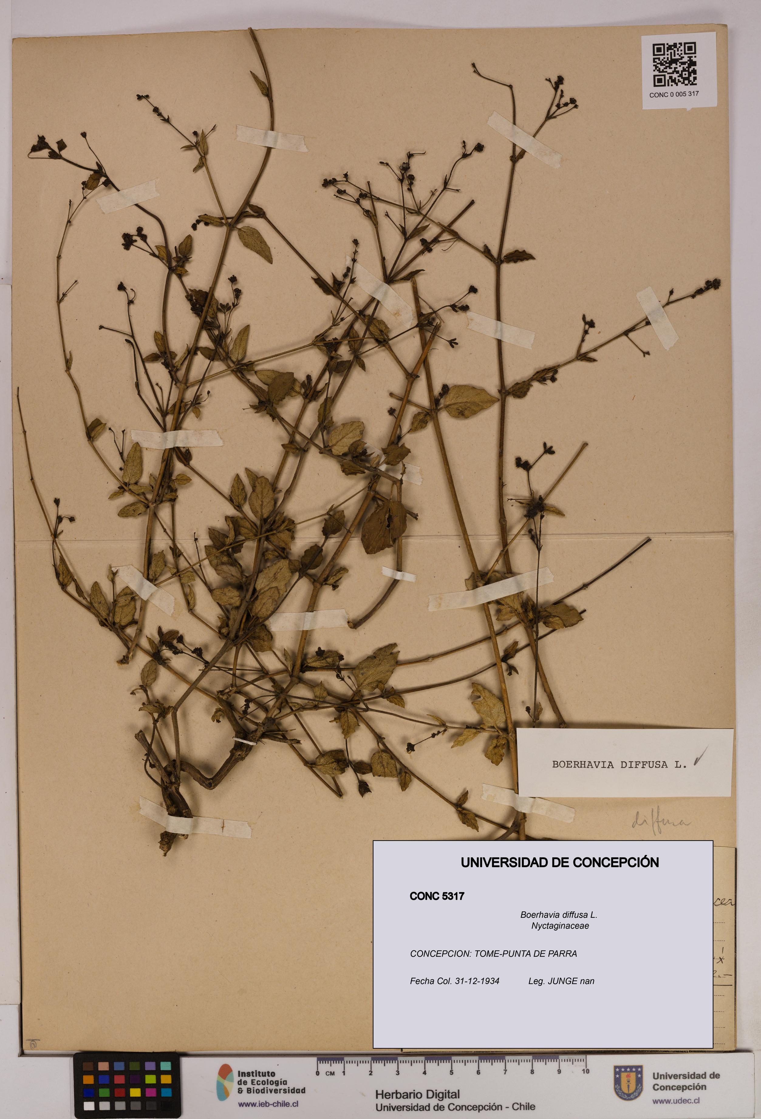 Boerhavia diffusa [Espécimen: UDEC:CONC:0005317]