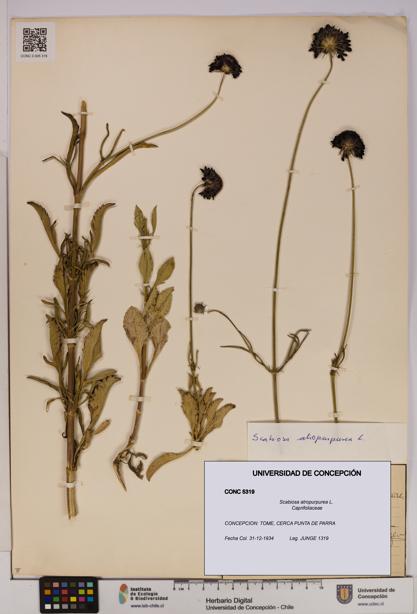 Scabiosa atropurpurea [Espécimen: UDEC:CONC:0005319]