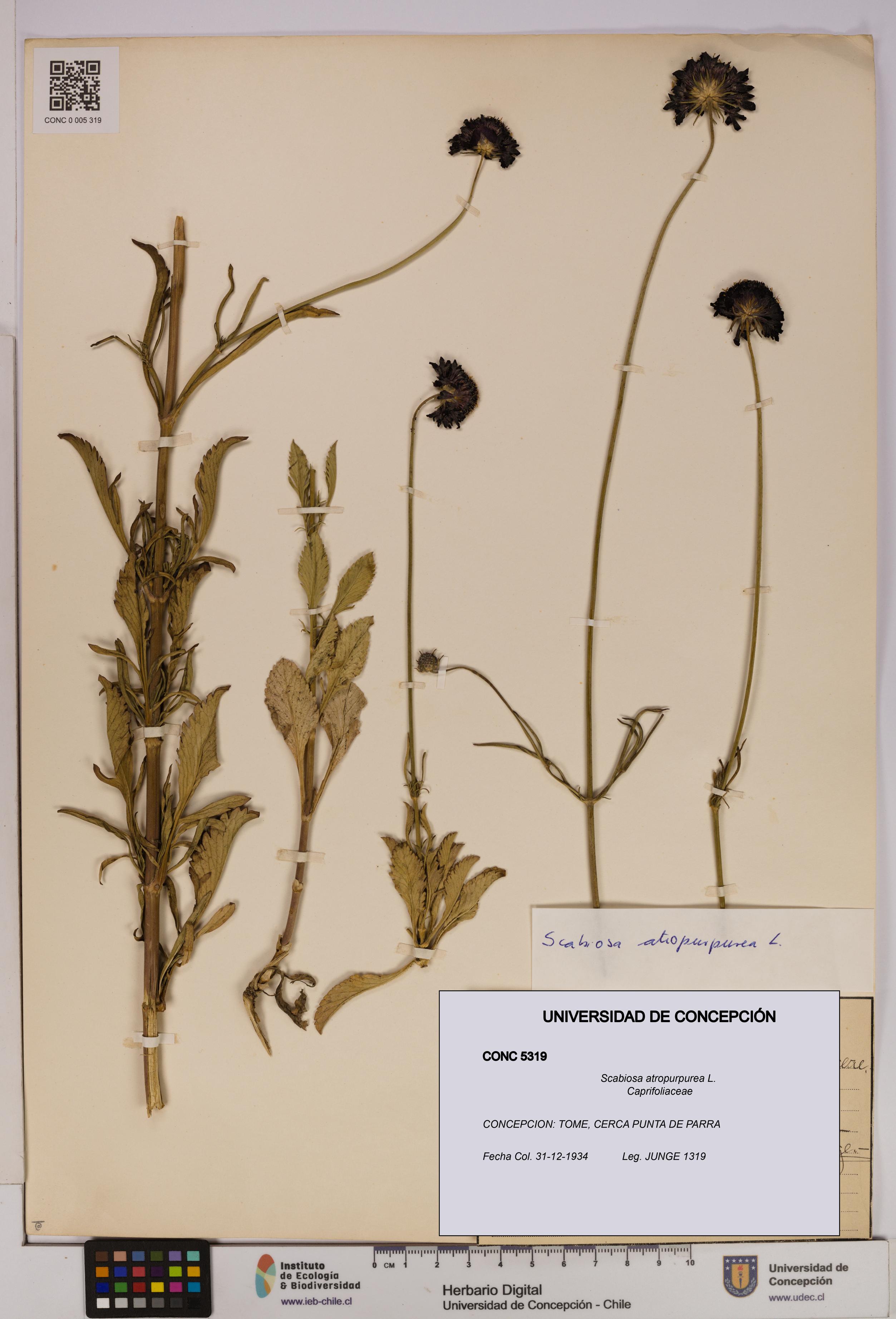 Scabiosa atropurpurea [Espécimen: UDEC:CONC:0005319]