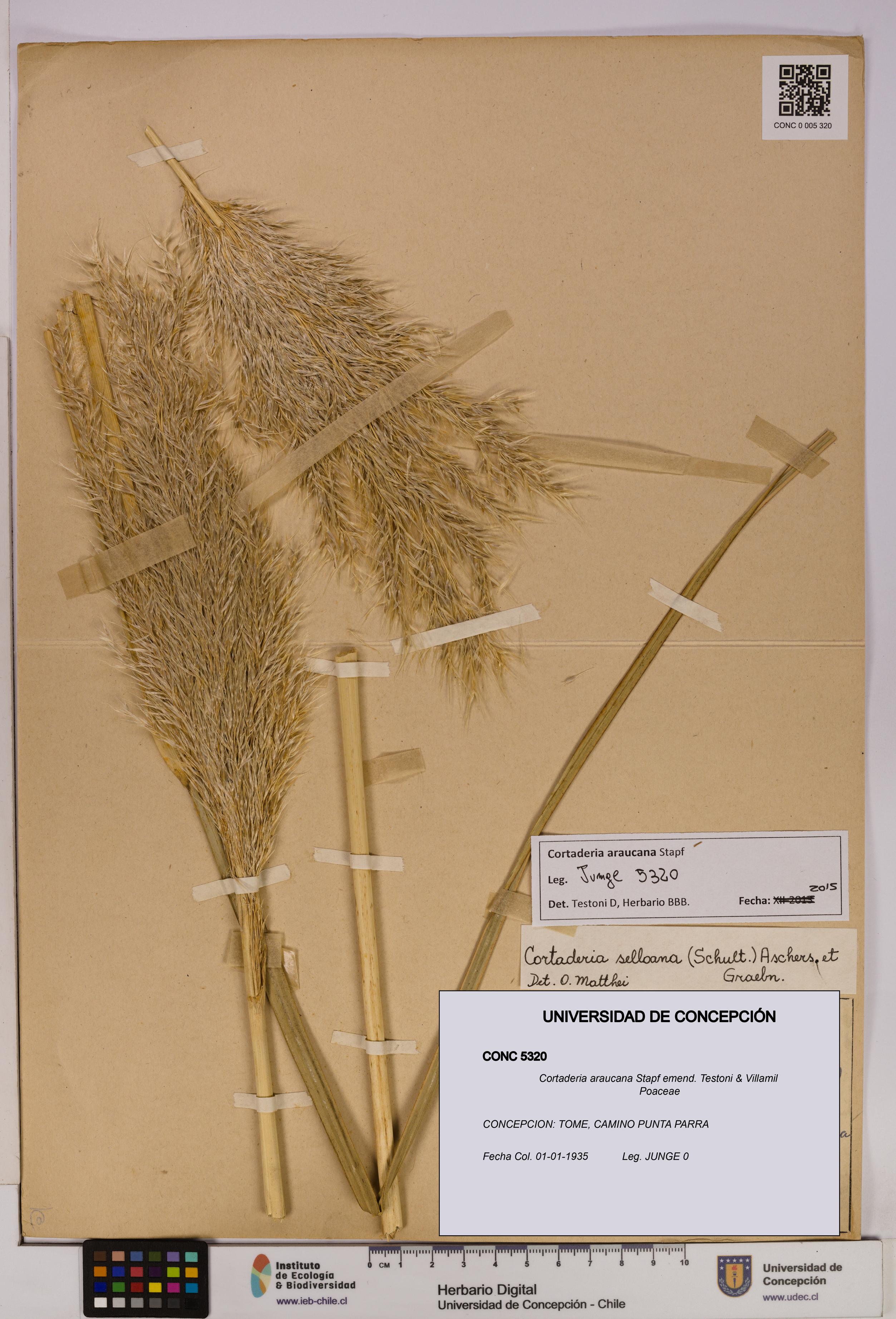 Cortaderia araucana [Espécimen: UDEC:CONC:0005320]