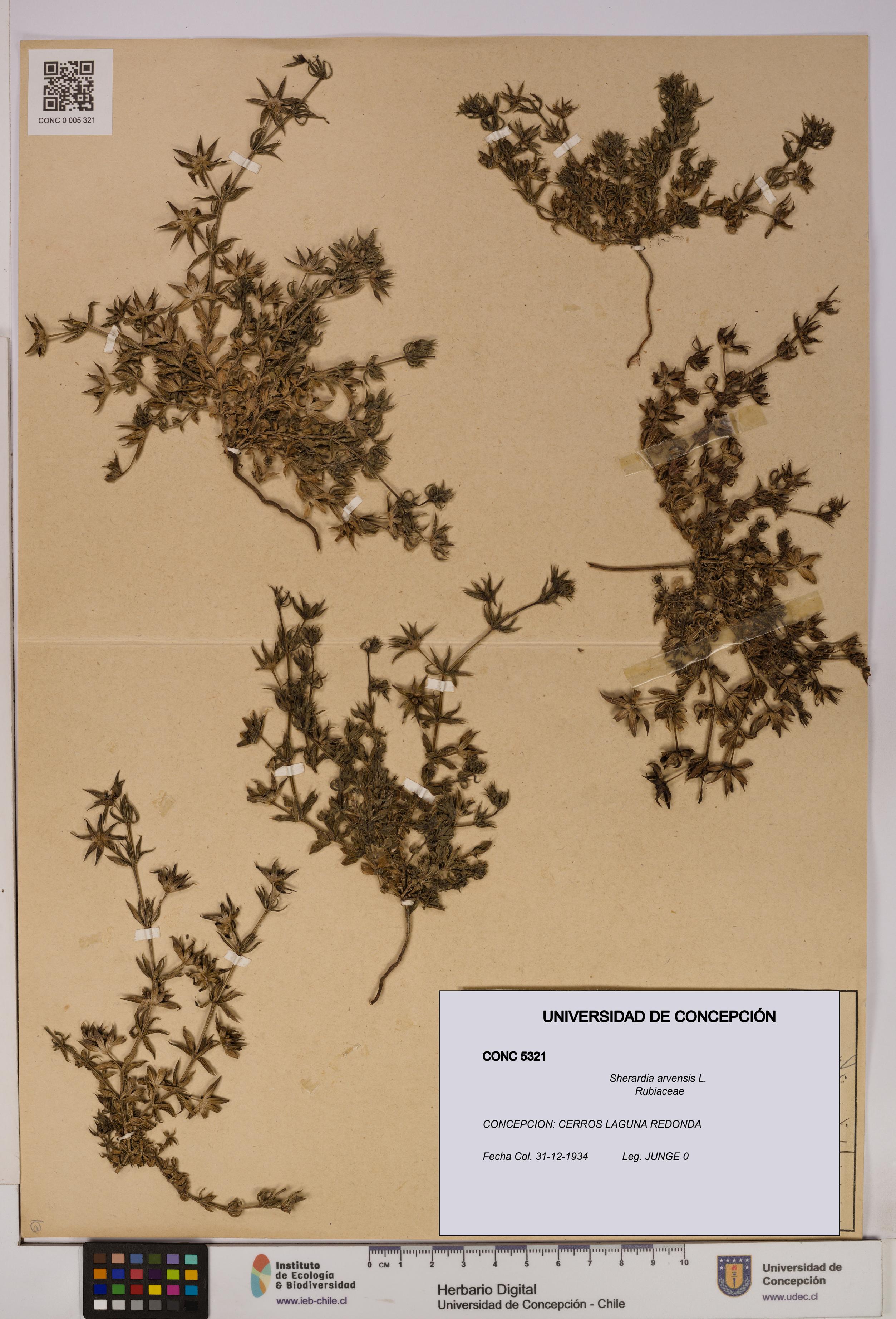 Sherardia arvensis [Espécimen: UDEC:CONC:0005321]