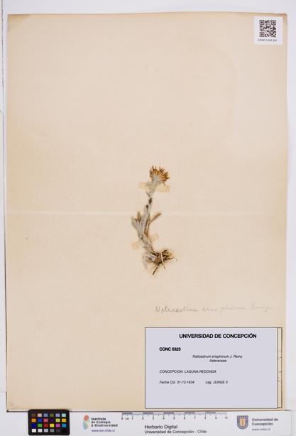 Noticastrum eriophorum [Espécimen: ]