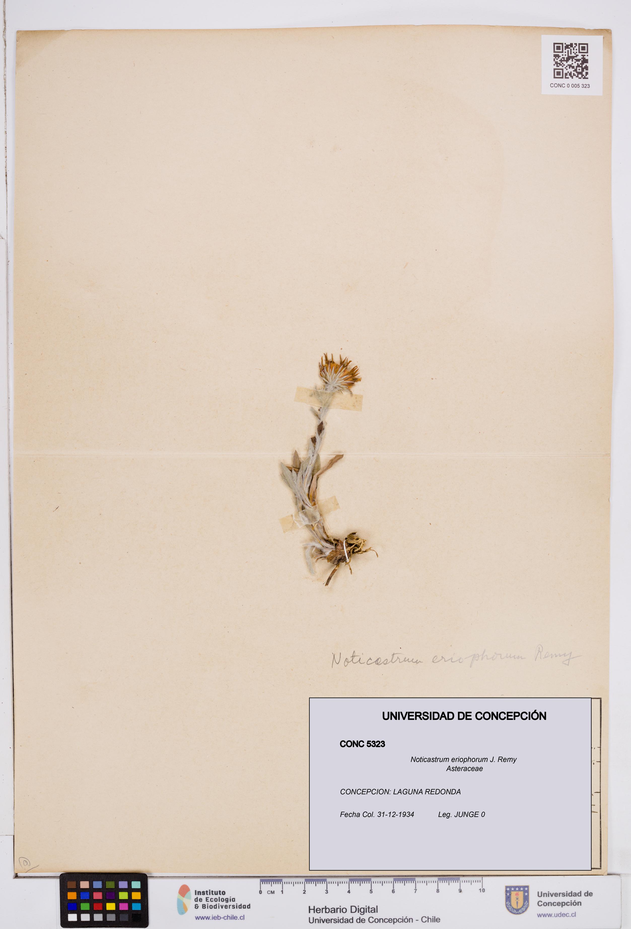 Noticastrum eriophorum [Espécimen: ]