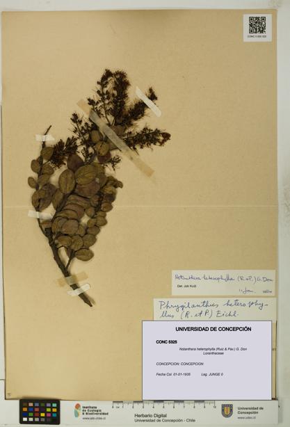 Notanthera heterophylla [Espécimen: UDEC:CONC:0005325]