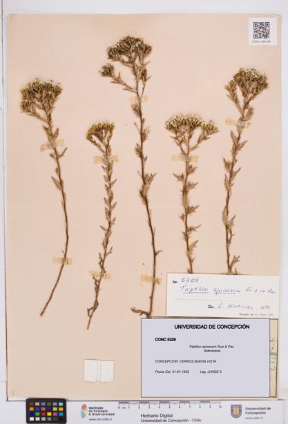 Triptilion spinosum [Espécimen: ]