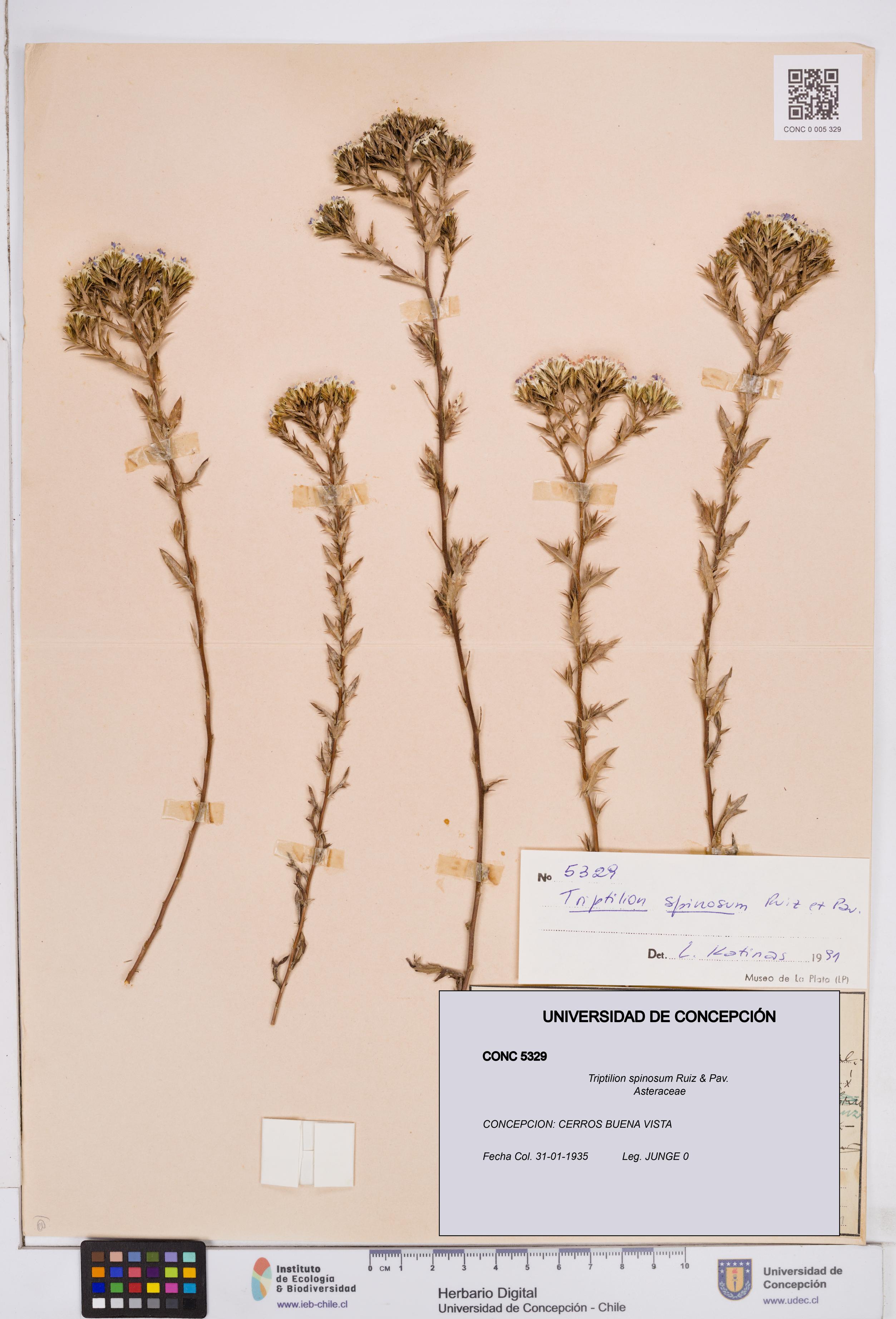 Triptilion spinosum [Espécimen: ]