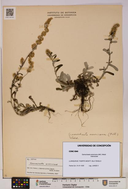 Gamochaeta americana [Espécimen: UDEC:CONC:0005340]