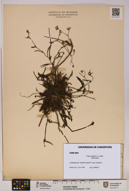 Crepis capillaris [Espécimen: UDEC:CONC:0005341]