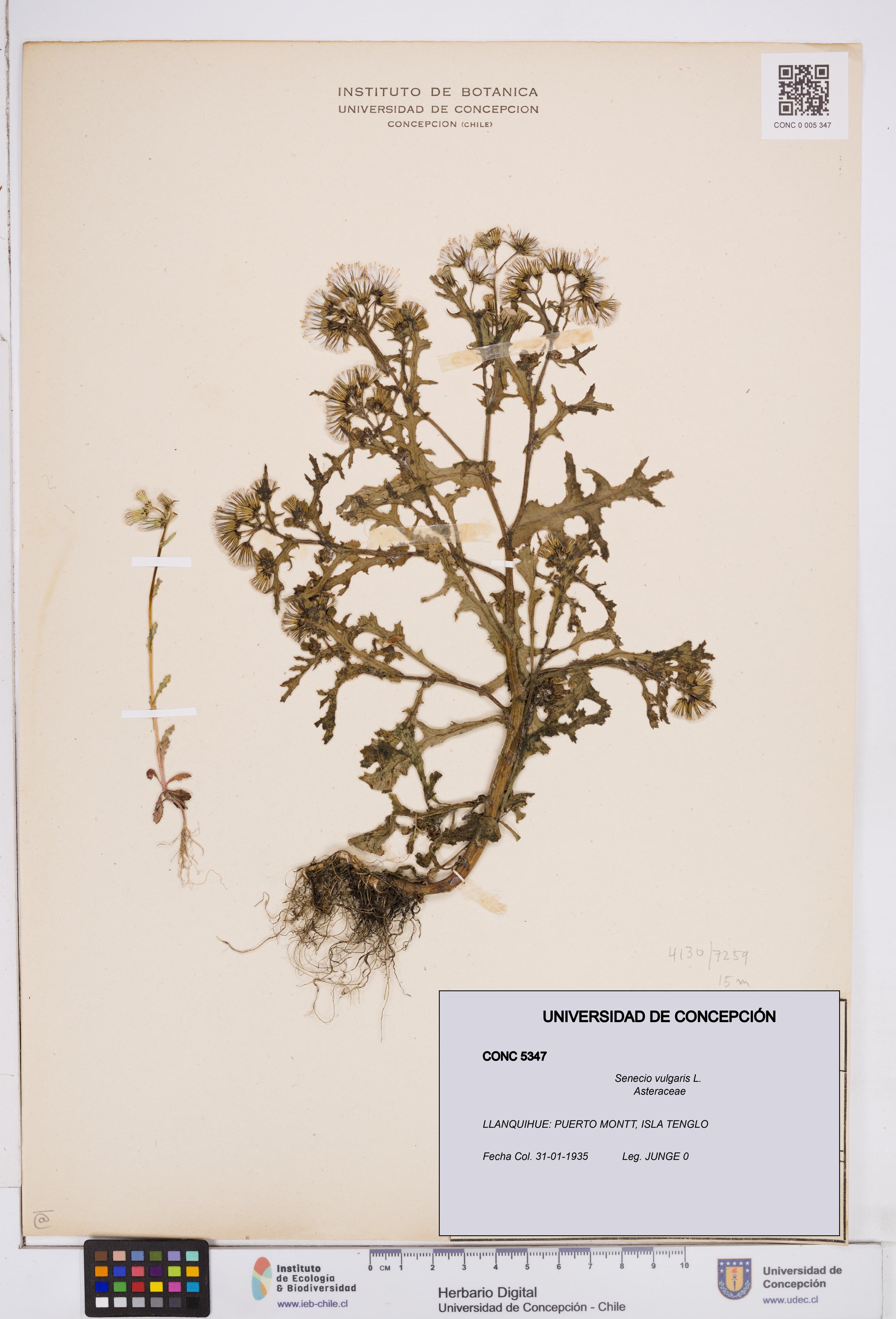 Senecio vulgaris [Espécimen: ]