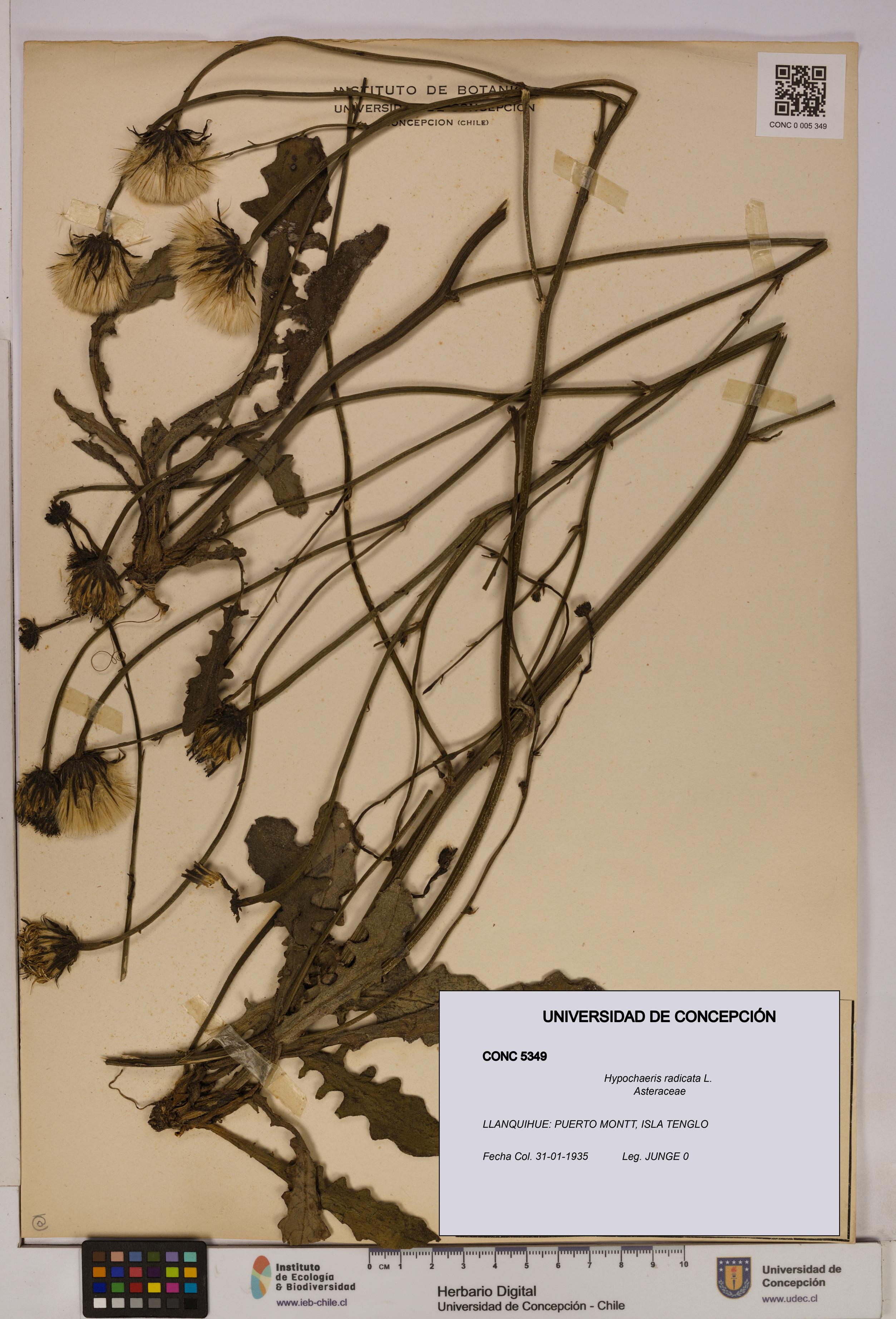 Hypochaeris radicata [Espécimen: UDEC:CONC:0005349]