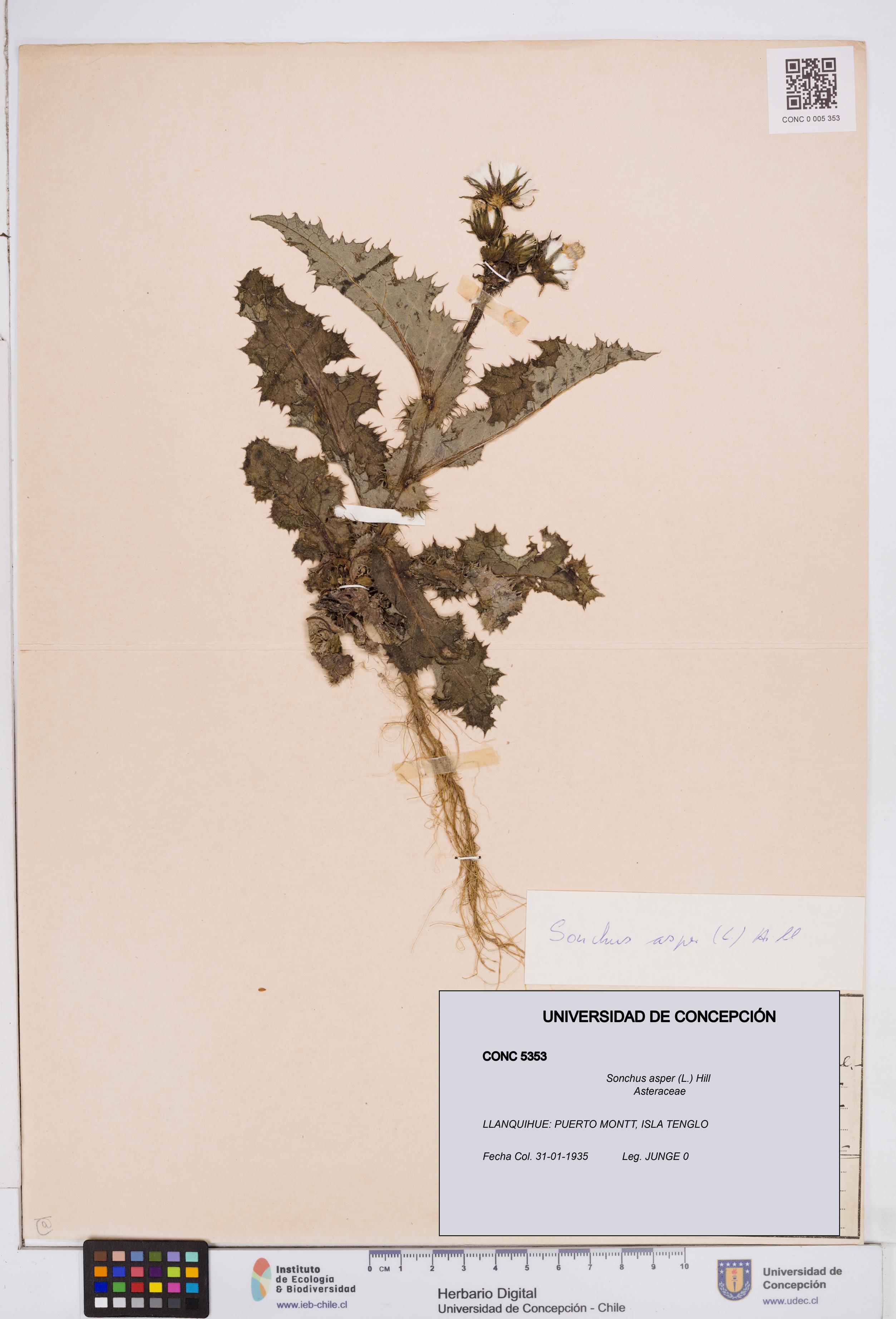 Sonchus asper [Espécimen: ]