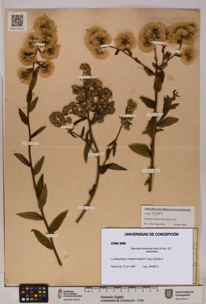 Baccharis racemosa [Espécimen: UDEC:CONC:0005355]