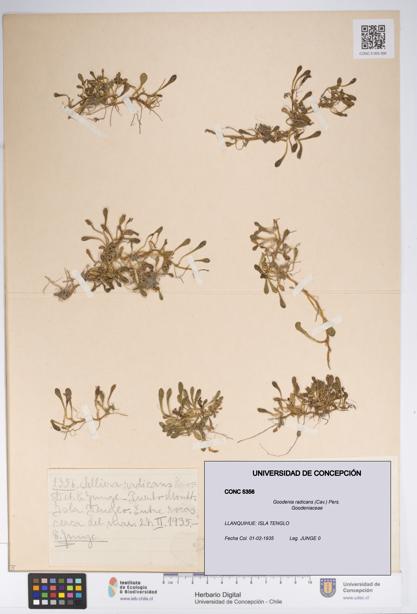 Goodenia radicans [Espécimen: UDEC:CONC:0005356]