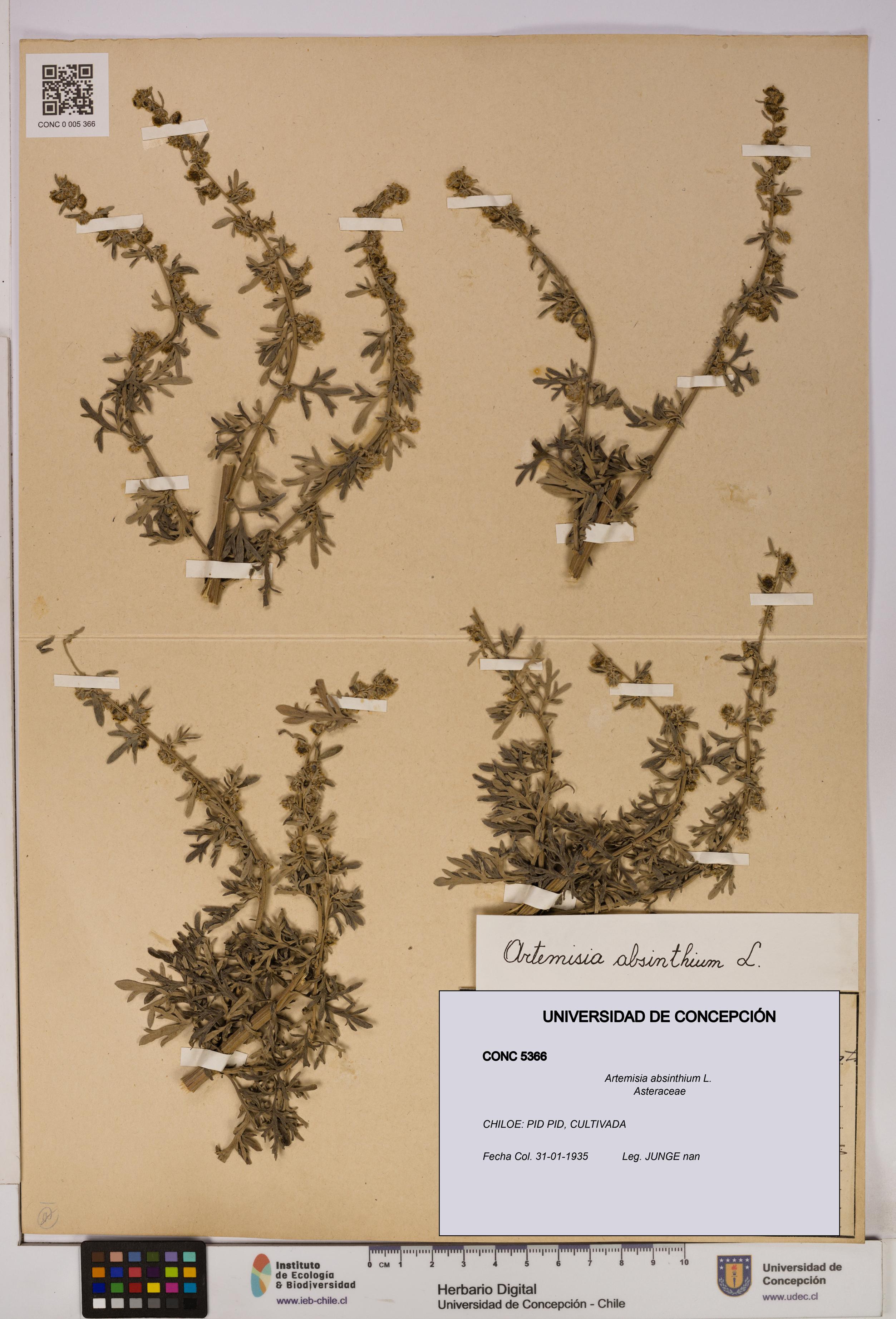Artemisia absinthium [Espécimen: UDEC:CONC:0005366]