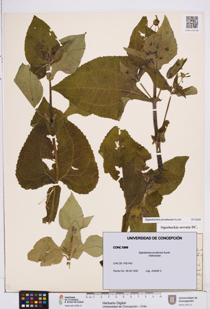 Sigesbeckia jorullensis [Espécimen: ]