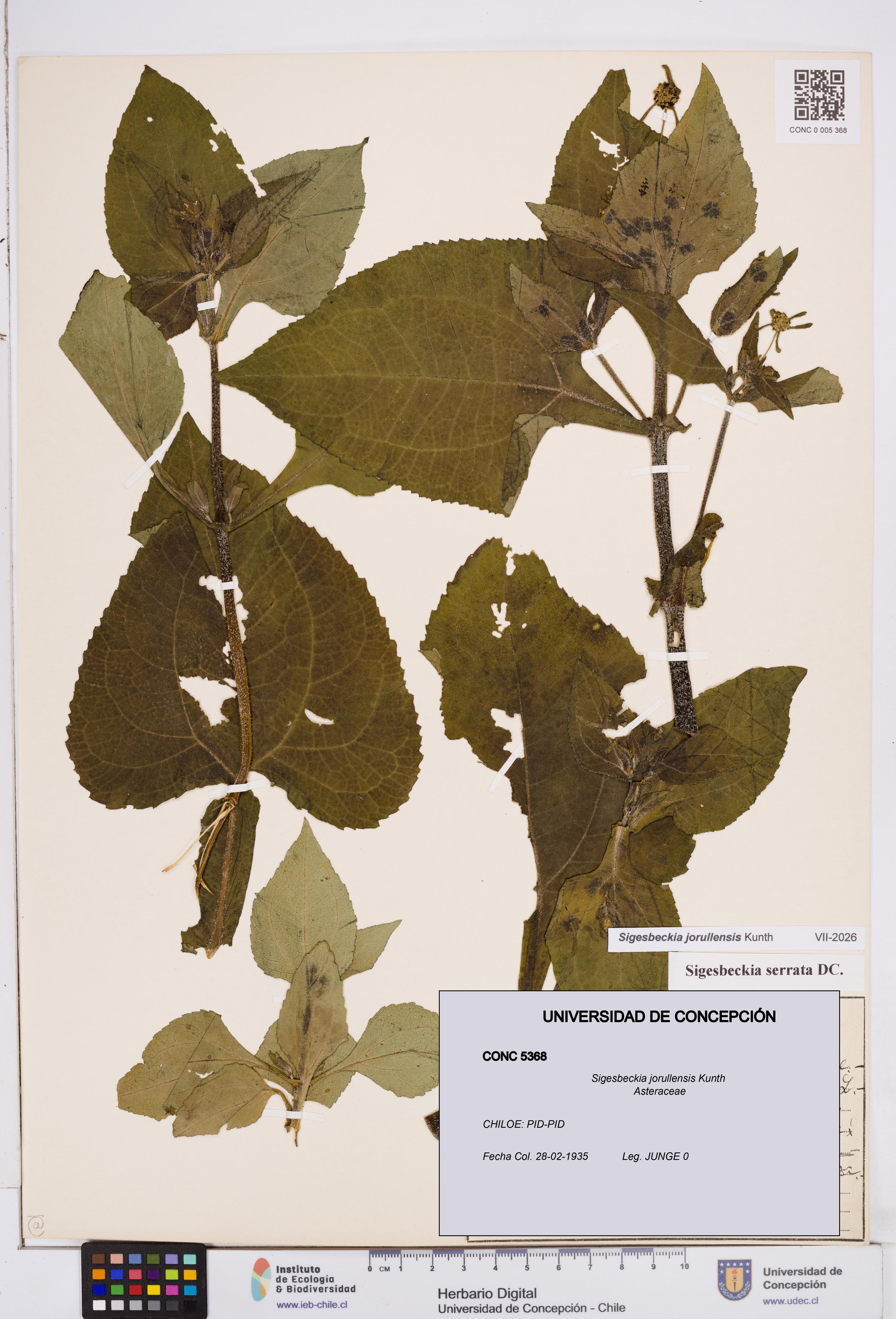 Sigesbeckia jorullensis [Espécimen: ]