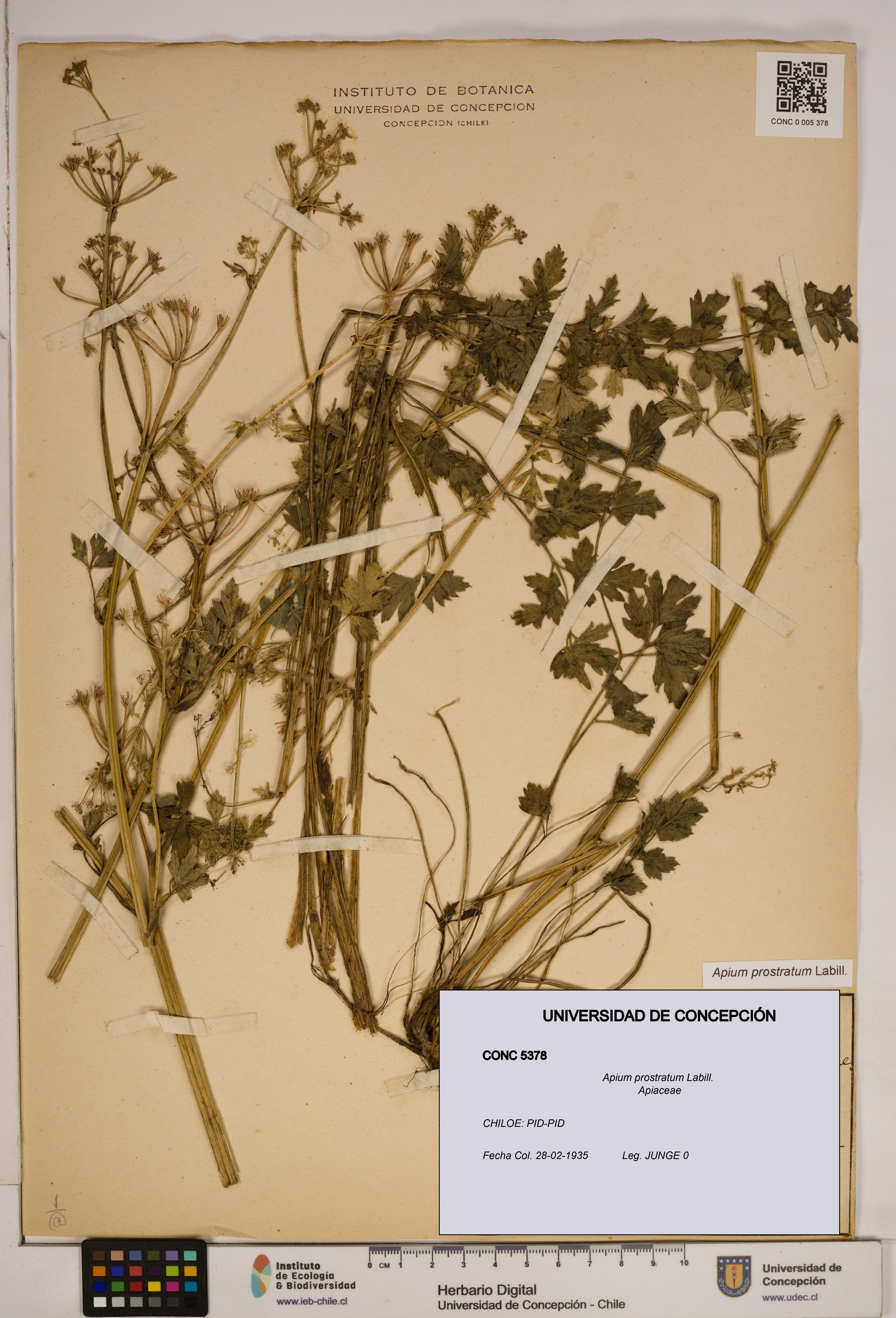 Apium prostratum [Espécimen: ]