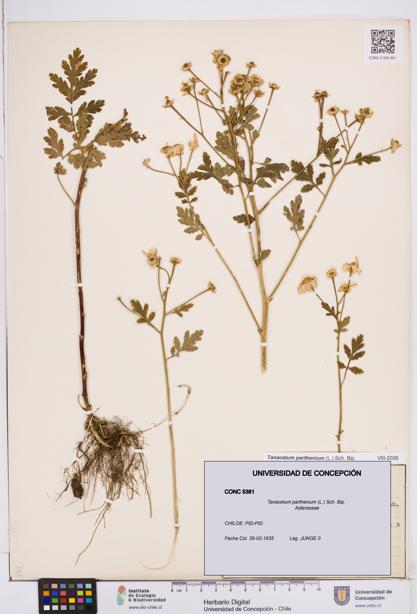 Tanacetum parthenium [Espécimen: ]