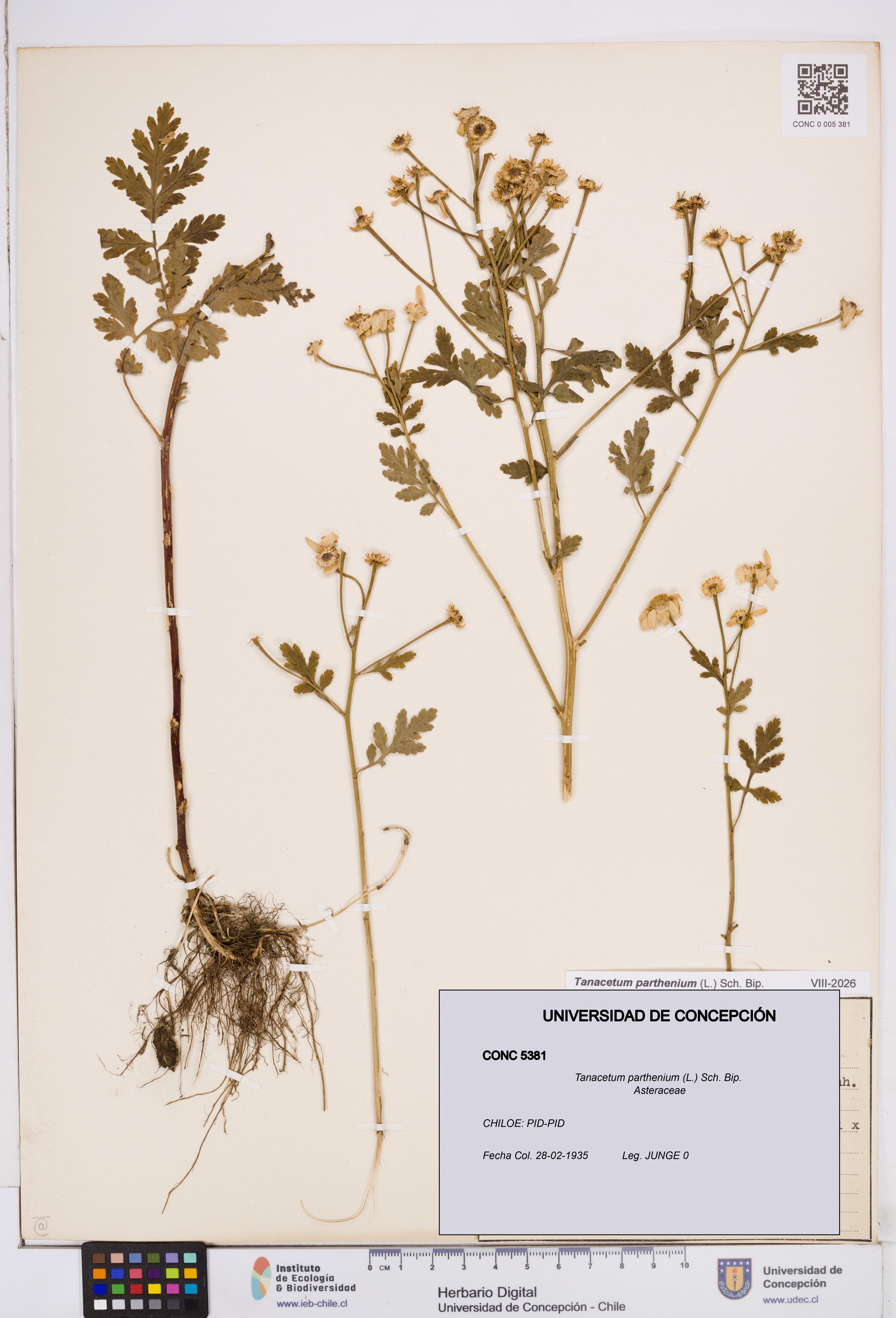 Tanacetum parthenium [Espécimen: ]