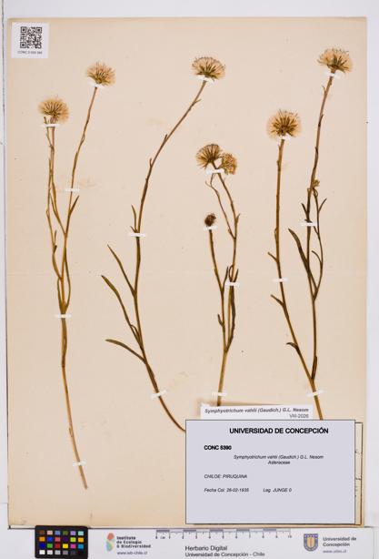 Symphyotrichum vahlii [Espécimen: ]