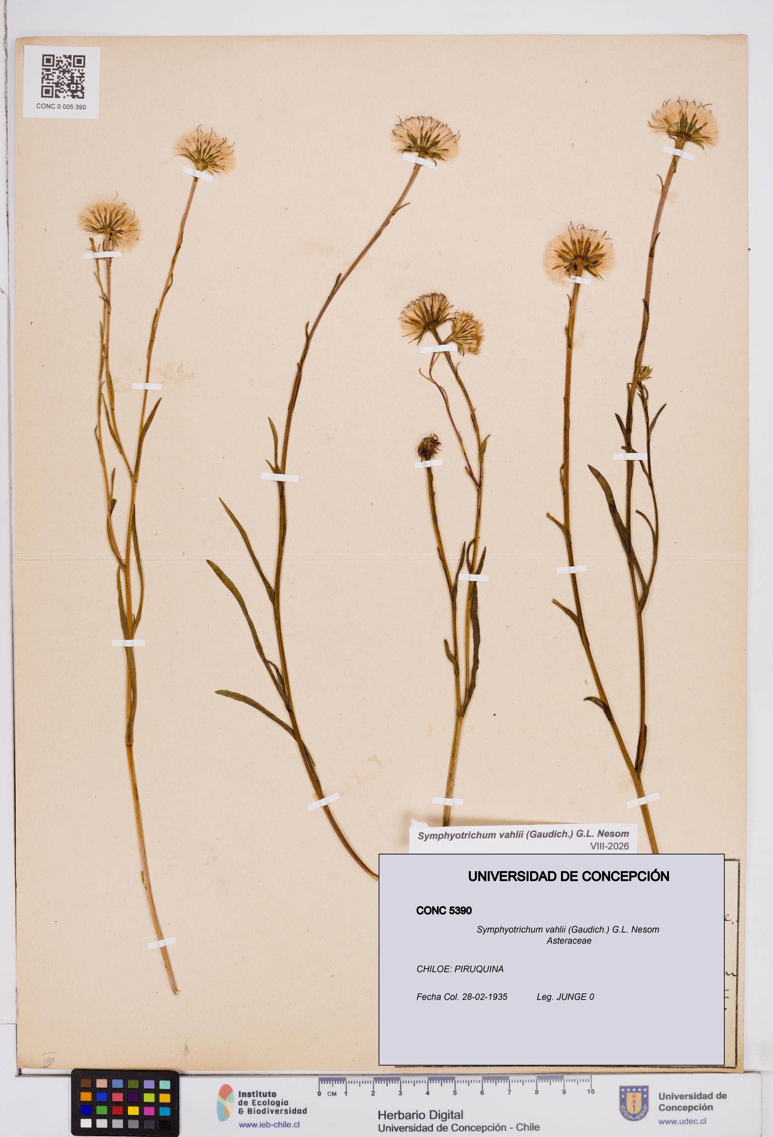 Symphyotrichum vahlii [Espécimen: ]