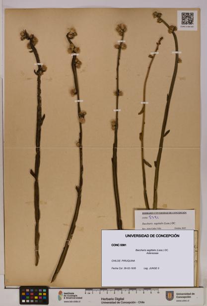Baccharis sagittalis [Espécimen: UDEC:CONC:0005391]