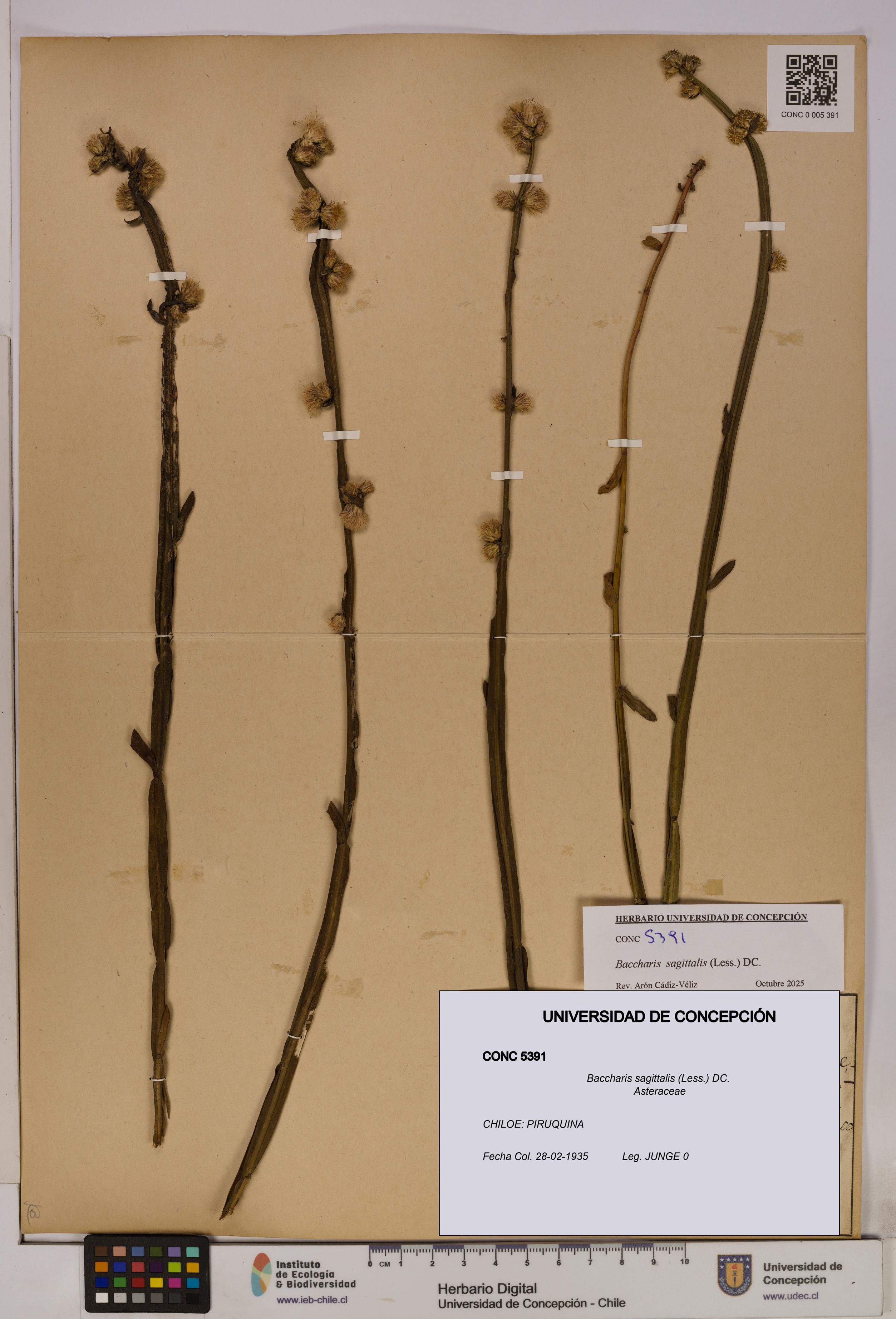 Baccharis sagittalis [Espécimen: UDEC:CONC:0005391]