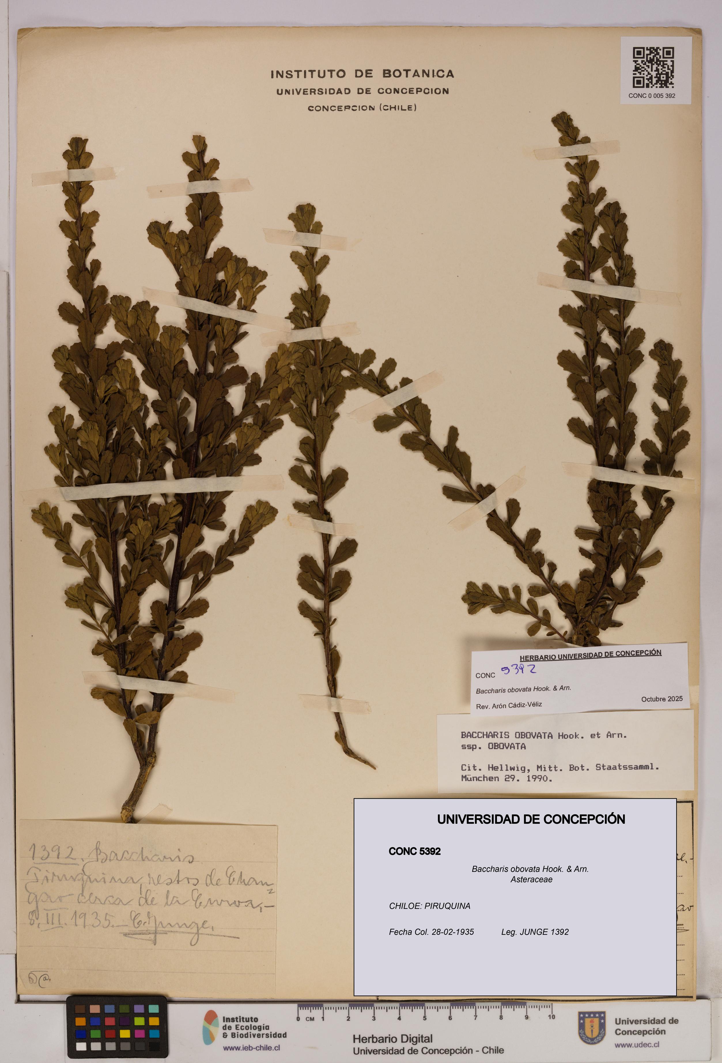 Baccharis obovata [Espécimen: UDEC:CONC:0005392]