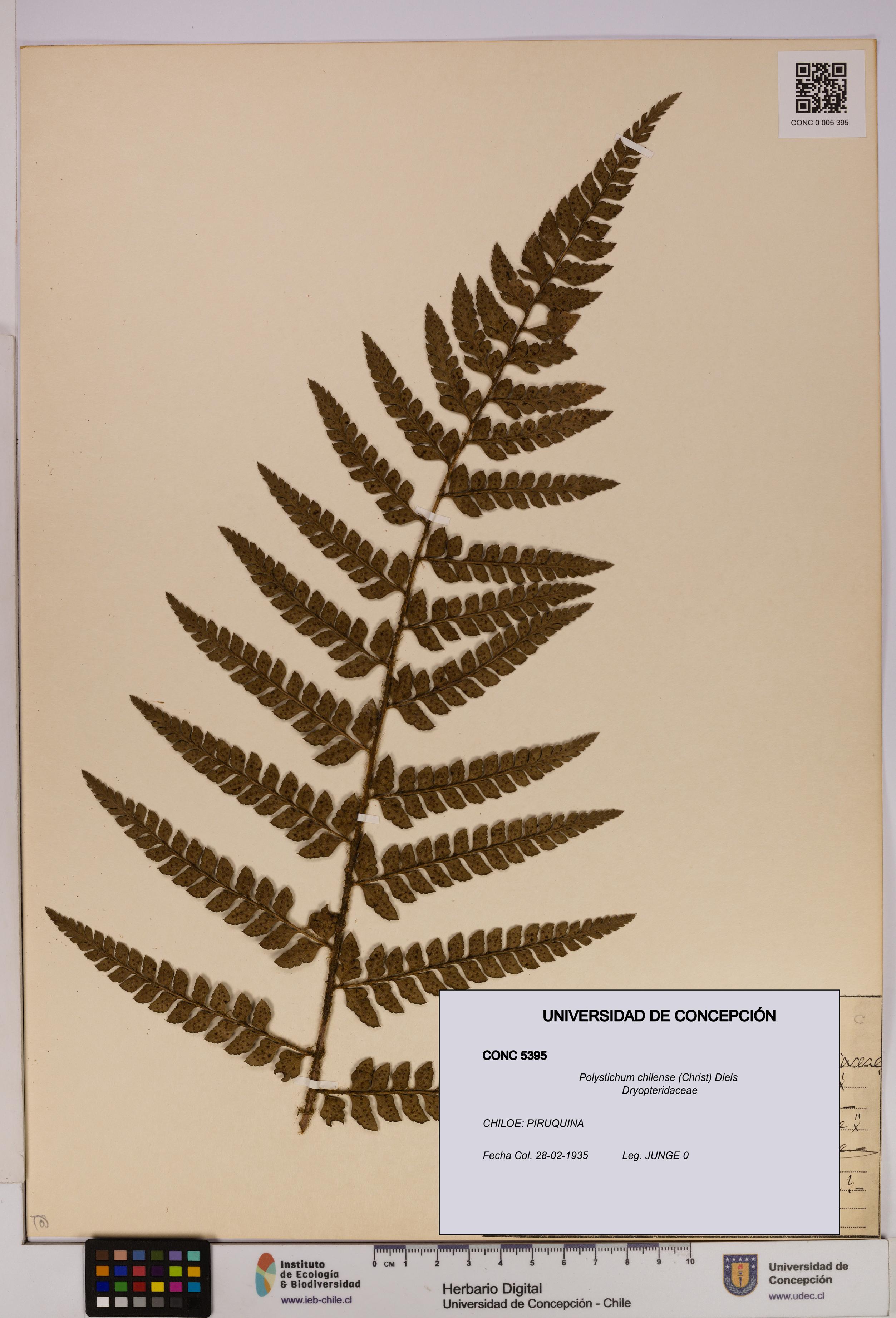 Polystichum chilense [Espécimen: UDEC:CONC:0005395]
