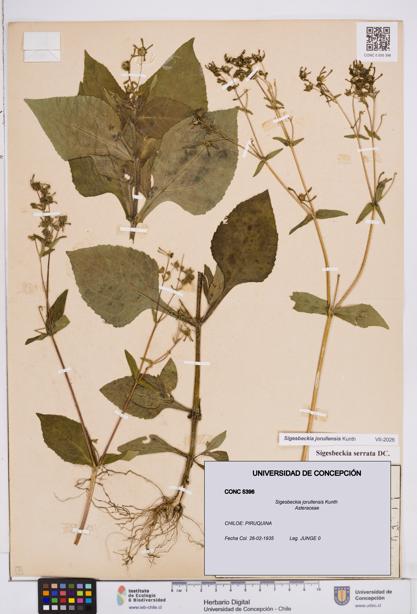 Sigesbeckia jorullensis [Espécimen: ]