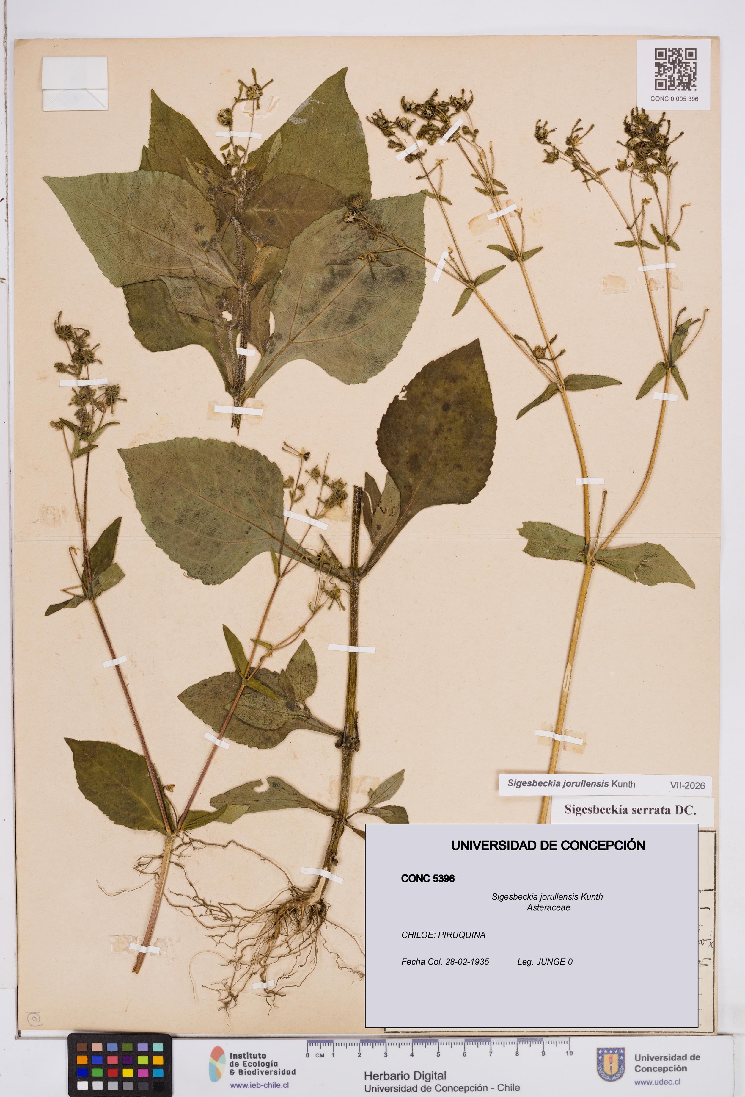 Sigesbeckia jorullensis [Espécimen: ]