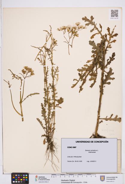Senecio sylvaticus [Espécimen: ]