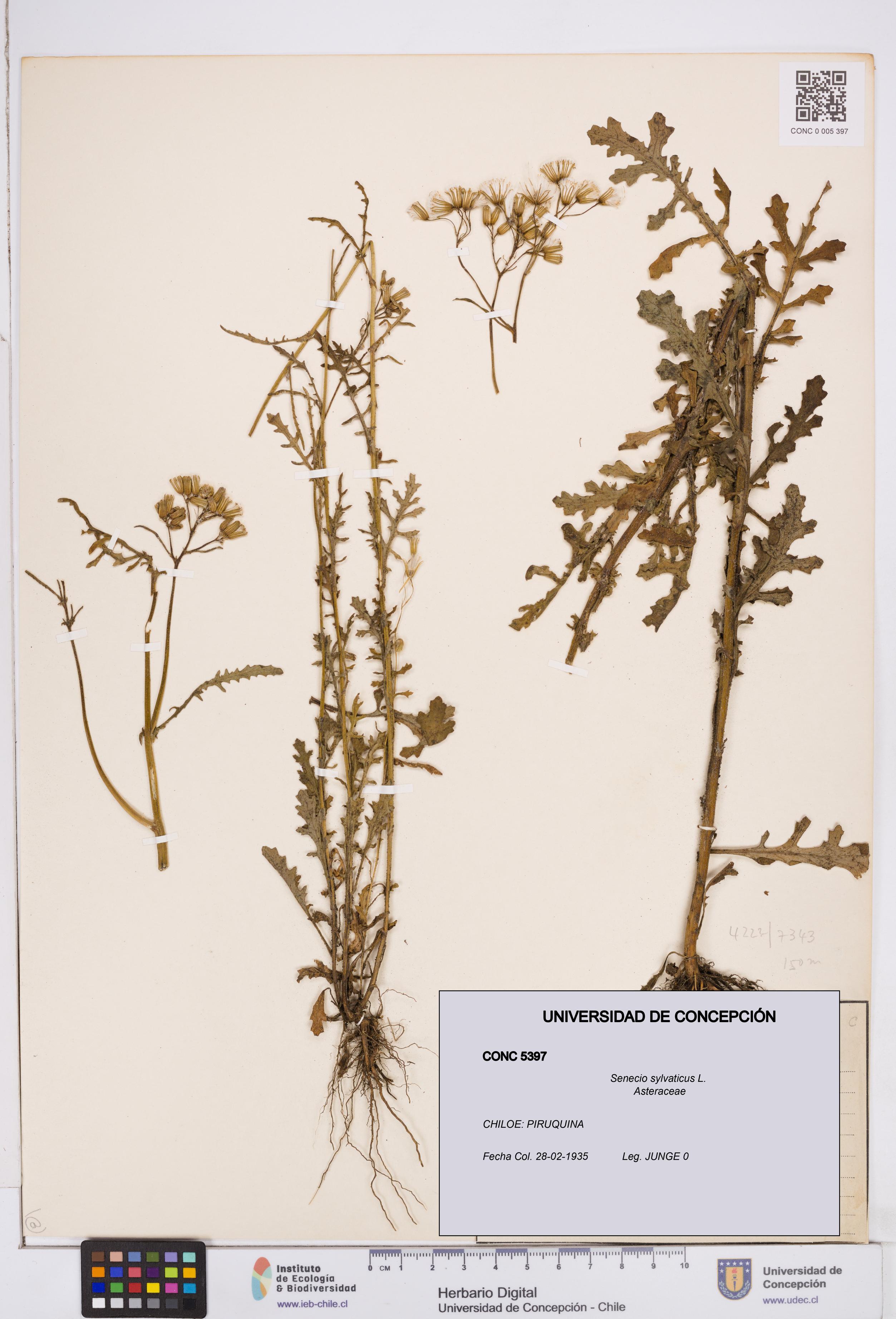 Senecio sylvaticus [Espécimen: ]
