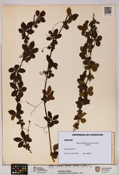 Cissus striata var. striata [Espécimen: UDEC:CONC:0005400]