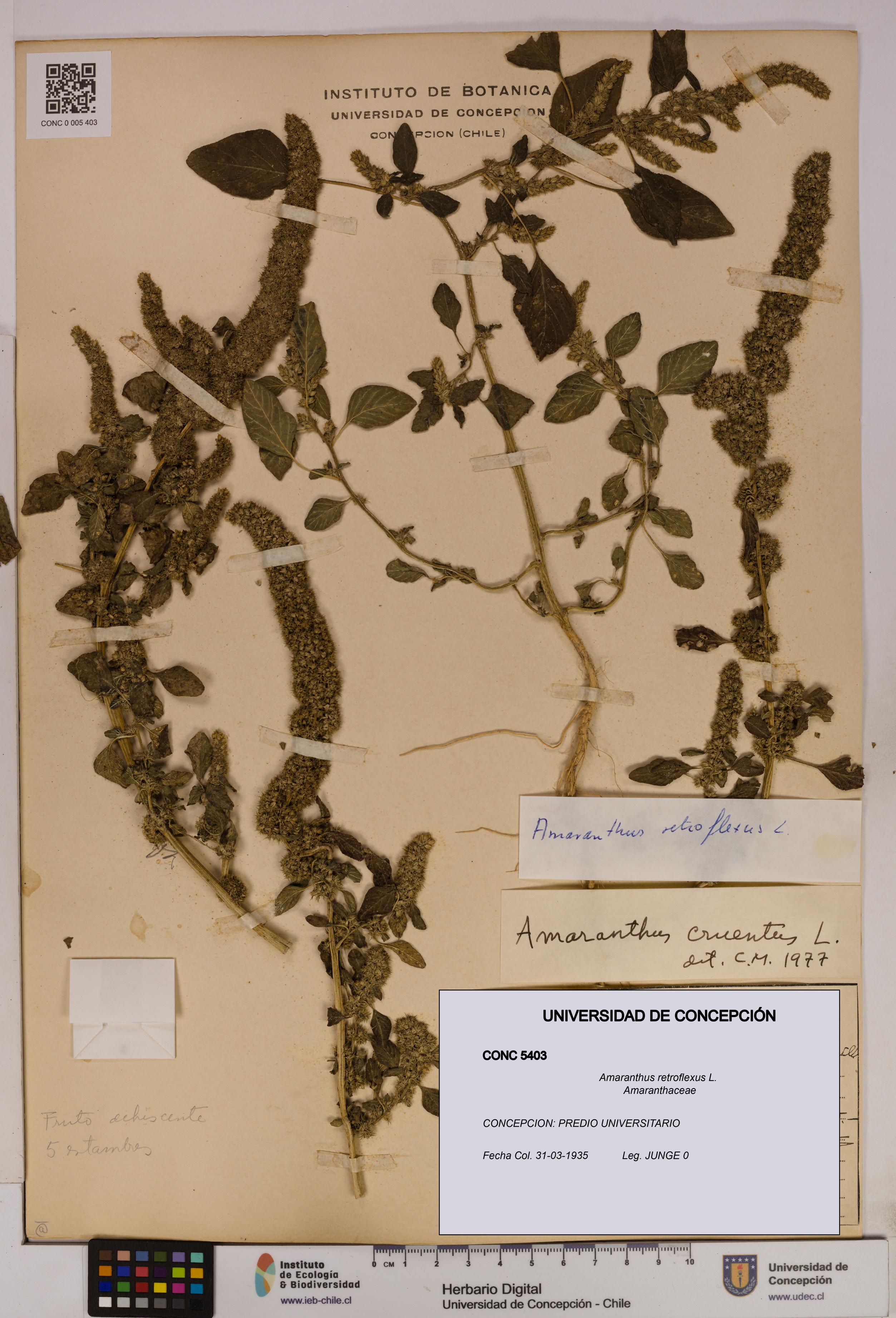 Amaranthus retroflexus [Espécimen: UDEC:CONC:0005403]