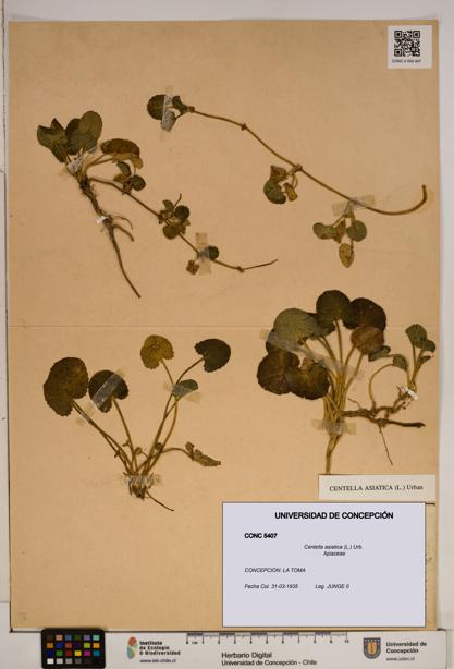 Centella asiatica [Espécimen: ]