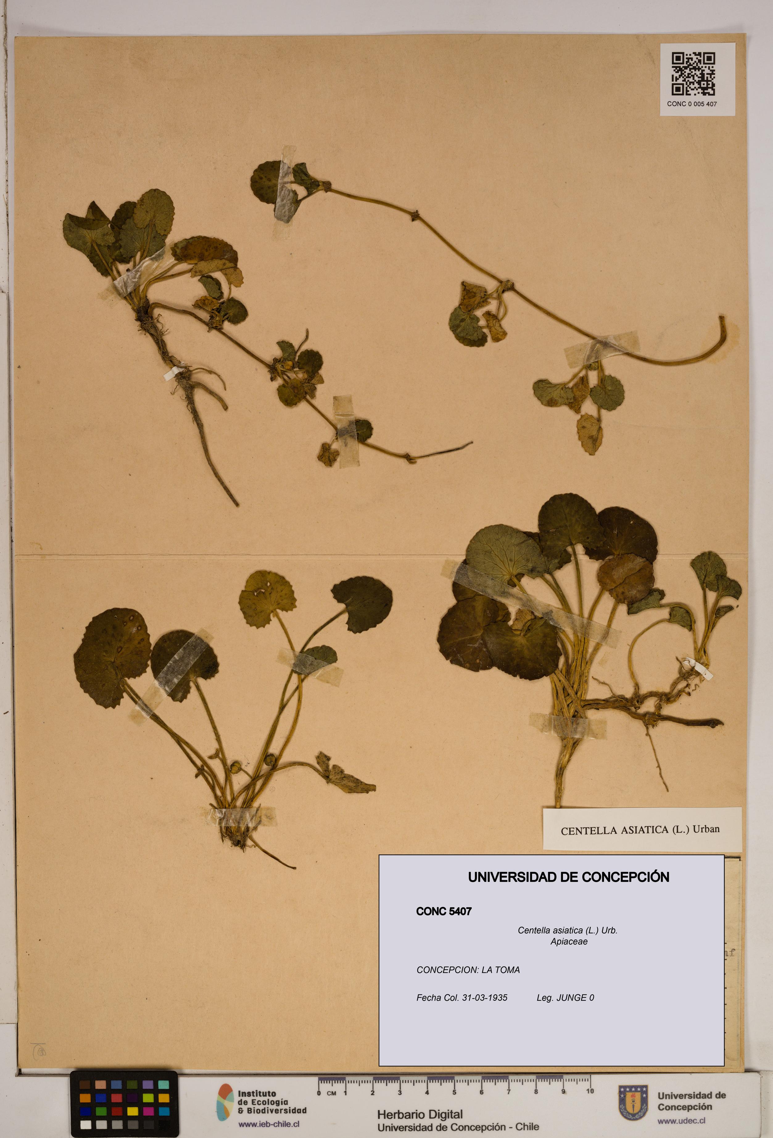 Centella asiatica [Espécimen: ]