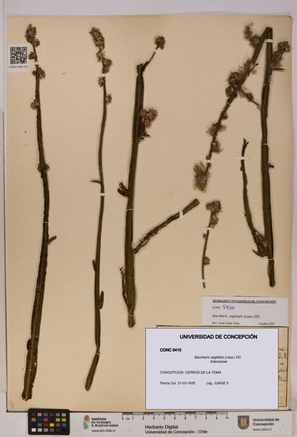 Baccharis sagittalis [Espécimen: UDEC:CONC:0005410]