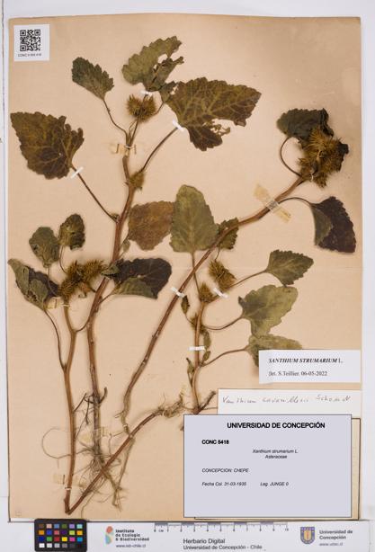 Xanthium strumarium [Espécimen: ]