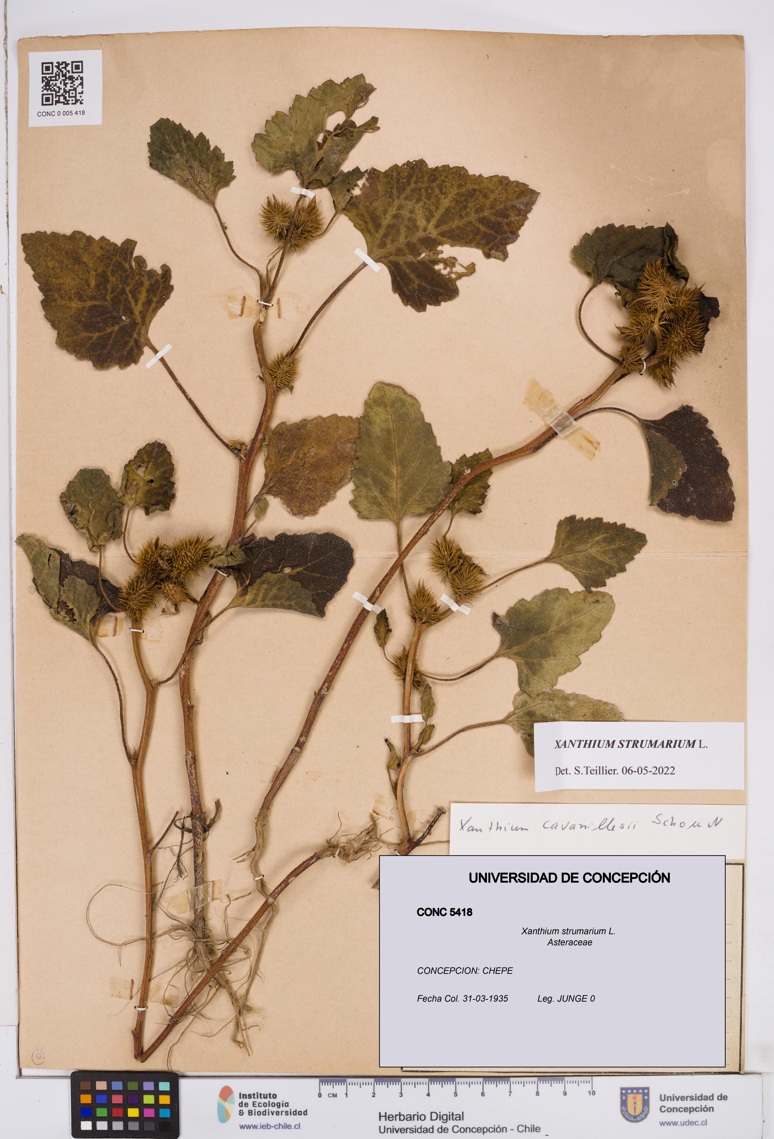 Xanthium strumarium [Espécimen: ]