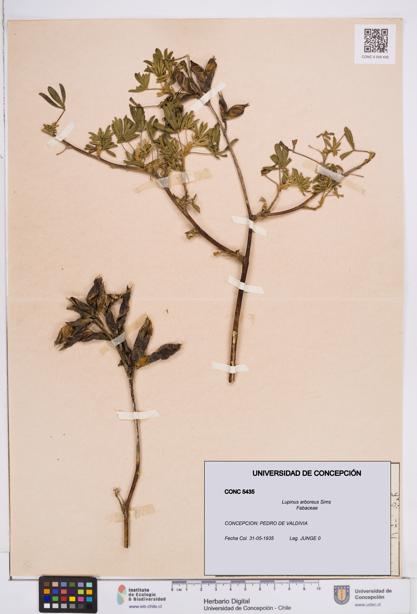 Lupinus arboreus [Espécimen: ]