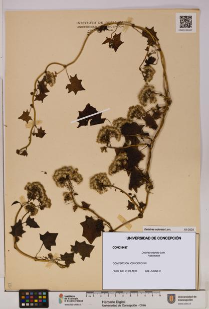 Delairea odorata [Espécimen: UDEC:CONC:0005437]