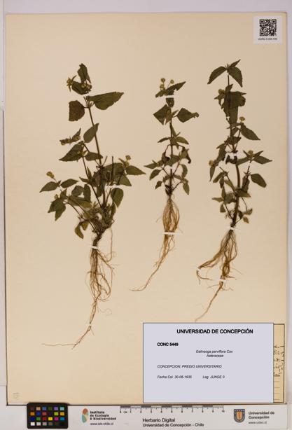 Galinsoga parviflora [Espécimen: UDEC:CONC:0005449]